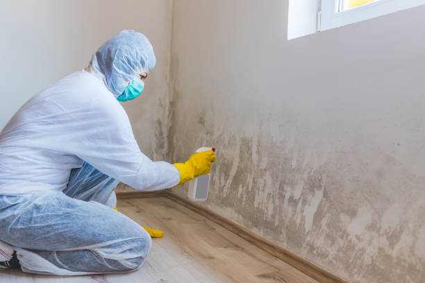 Licensed Basement Mold Remediation service in Wittman, MD - Car Mold Remediation