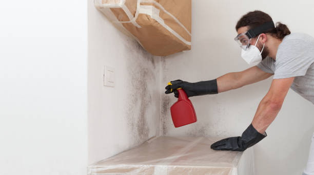 Professional Basement Mold Remediation technician working in Wittman, MD