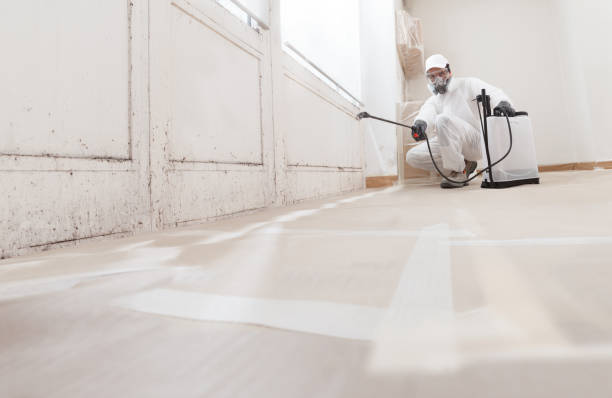 24/7 Emergency Basement Mold Remediation experts in Wittman, MD