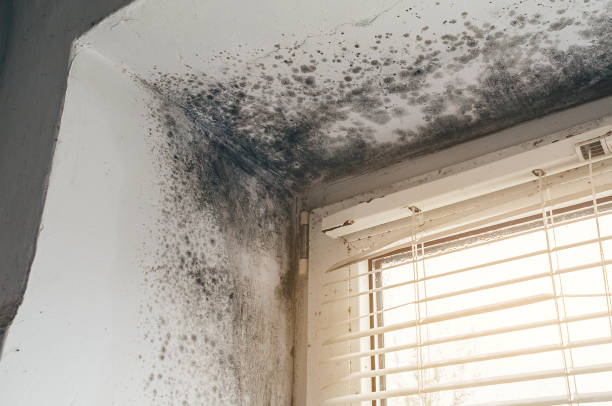 Affordable Basement Mold Remediation solutions in Wittman, MD