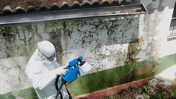 Top rated local Basement Mold Remediation specialists in Wittman, MD